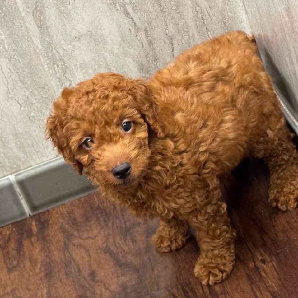 Image of a pet breed in the gallery