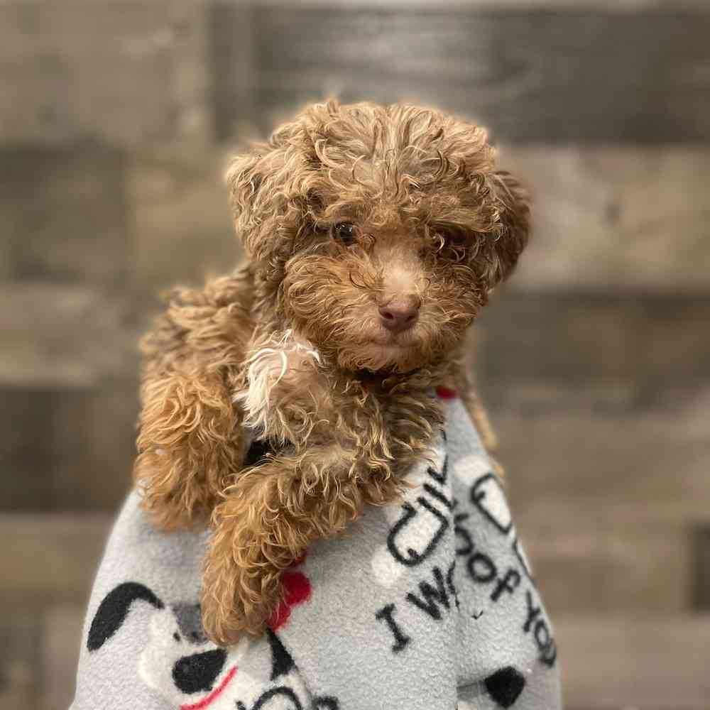 Toy poodle puppies for sale trading post top