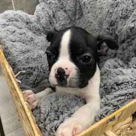 Boston Terrier