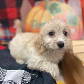 Cavachon