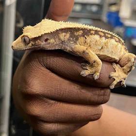 Crested Gecko