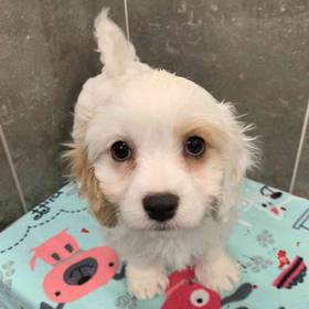 Cavachon