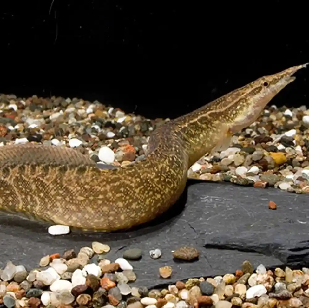 Image of a pet breed in the gallery