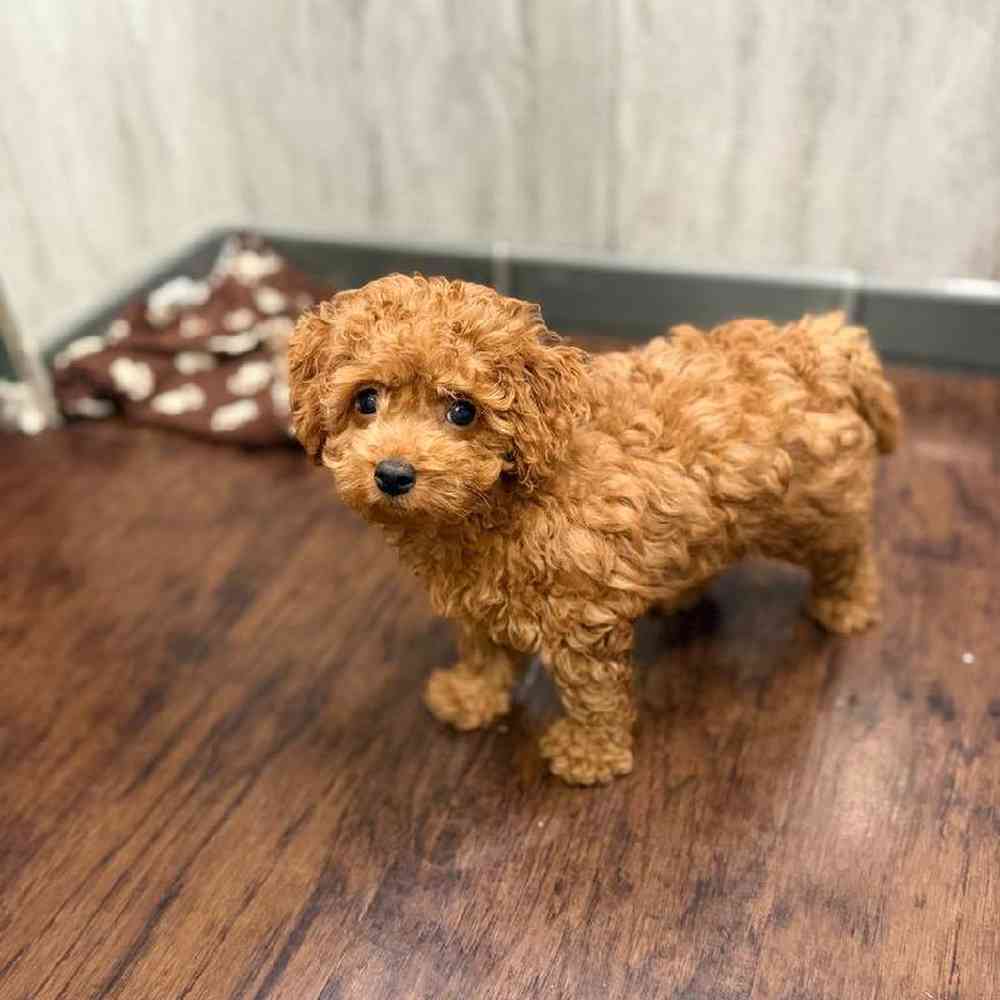 Male Cavapoo Puppy for Sale in New Haven, CT