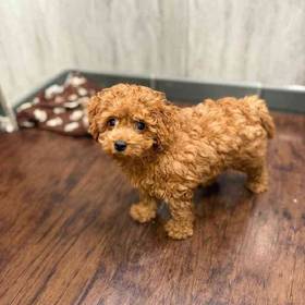 Cavapoo