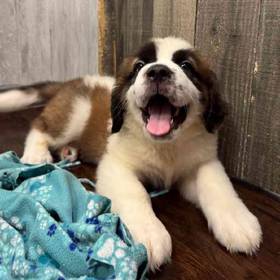 Saint Bernard