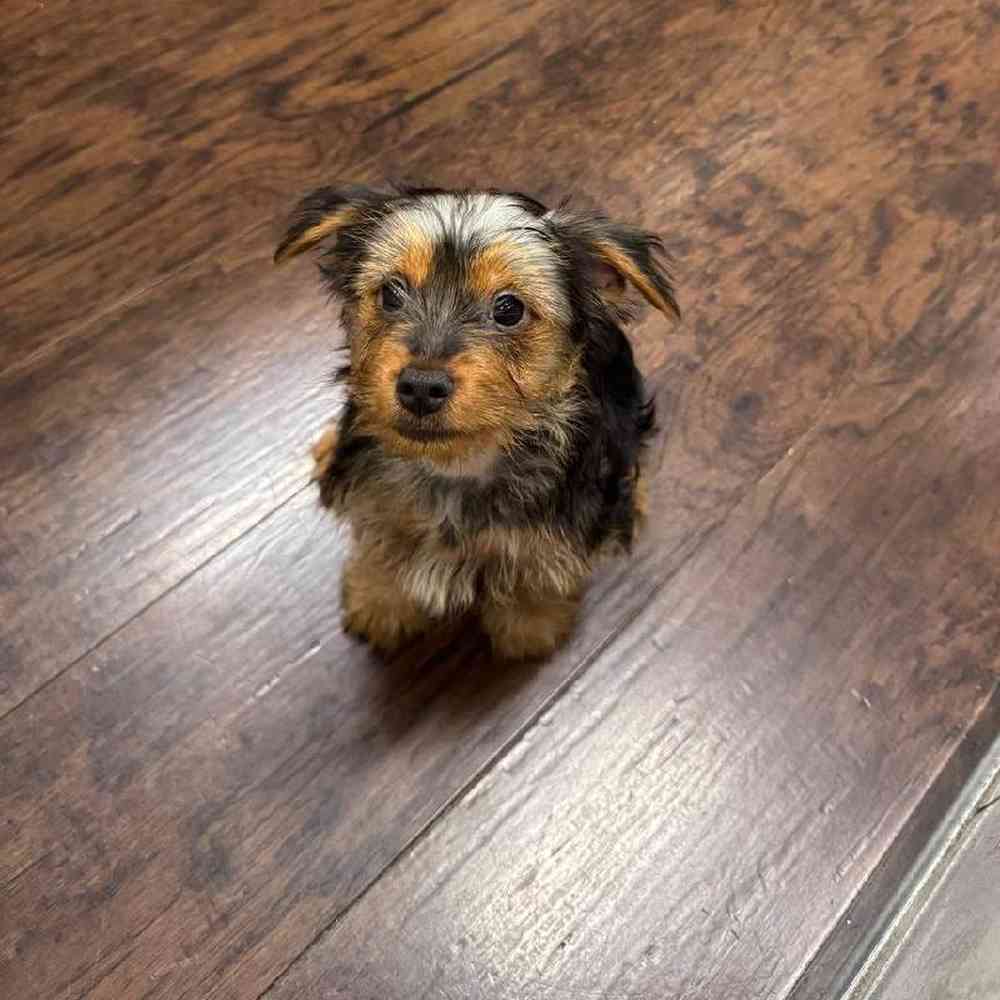 Image of a pet breed in the gallery