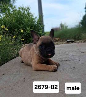 French Bulldog