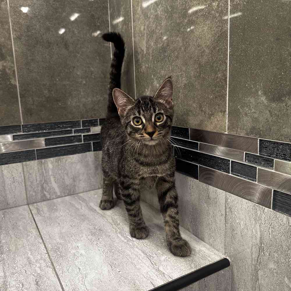 Image of a pet breed in the gallery