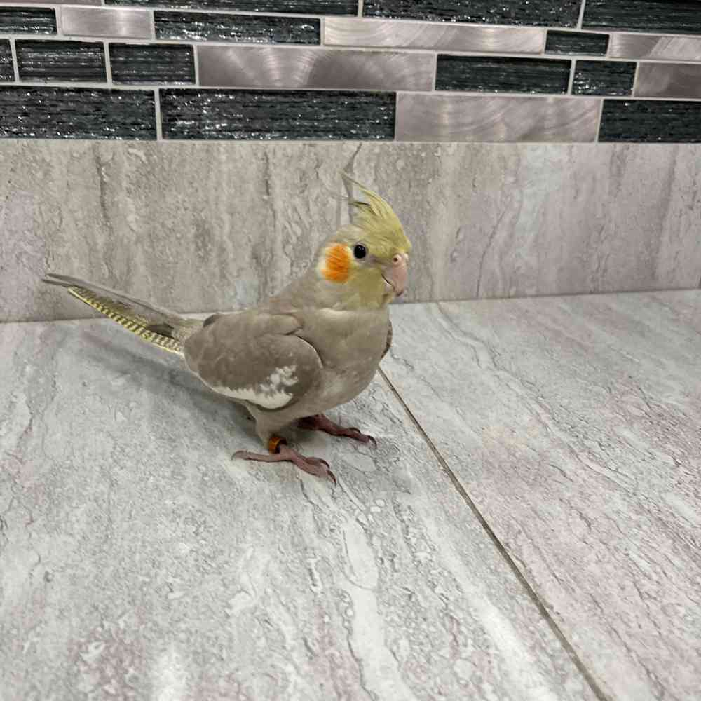 Cockatiel