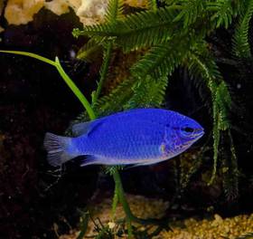 Fiji Blue Devil Damsel