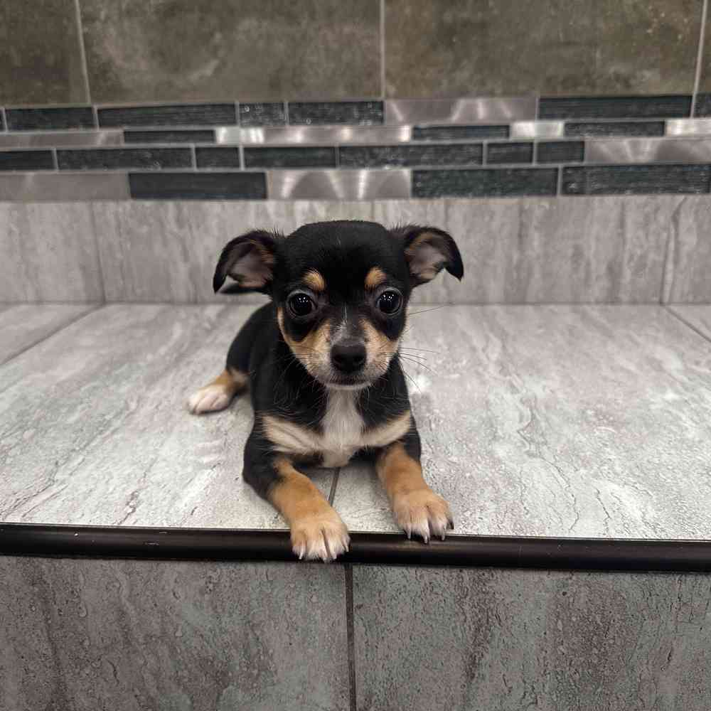 Image of a pet breed in the gallery