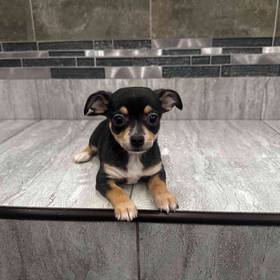 Chihuahua