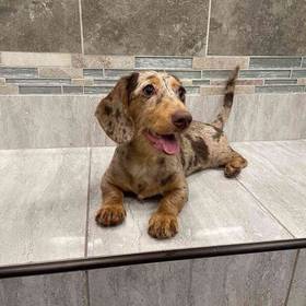 Dachshund