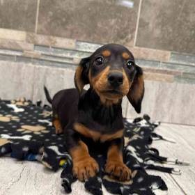 Dachshund