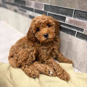 Cockapoo
