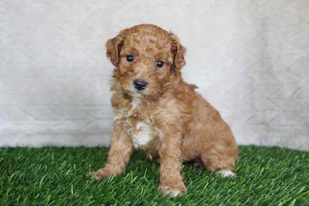 Miniature Poodle Puppies For Adoption