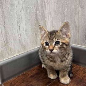 Domestic Short Hair
