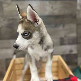Siberian Husky