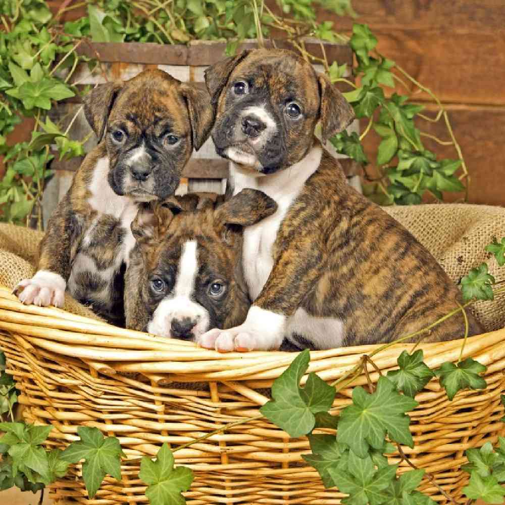 Boxer