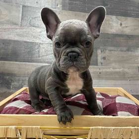 French Bulldog