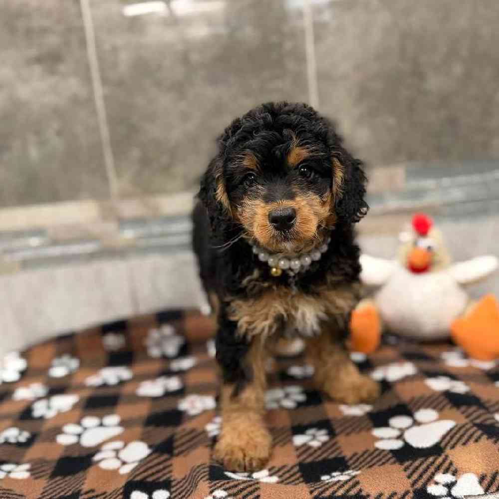Female Bernedoodle Puppy for Sale in New Haven, CT