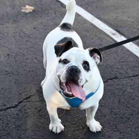 Mini Bulldog