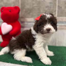 Shipoo