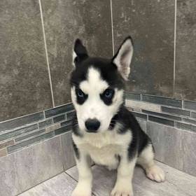 Siberian Husky