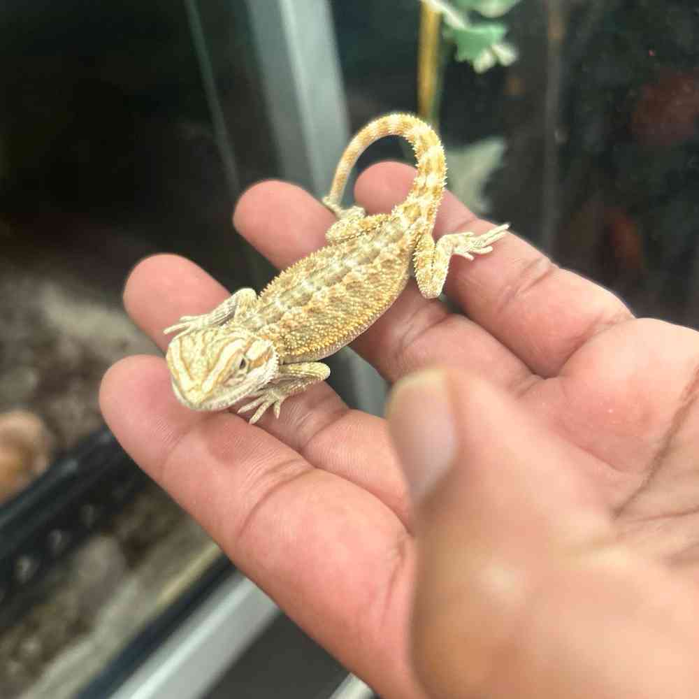 Image of a pet breed in the gallery