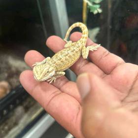 Bearded Dragon