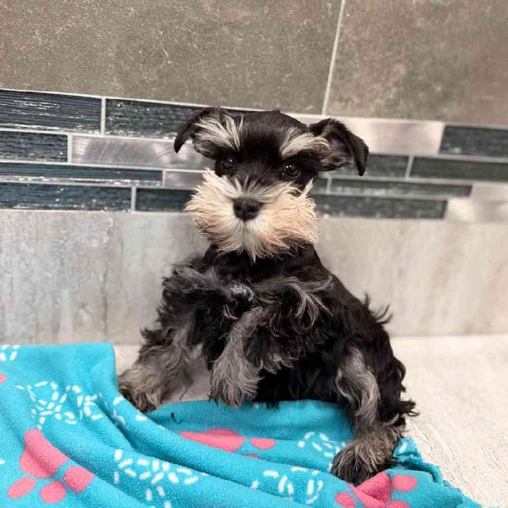 Female Mini Schnauzer Puppy for Sale in New Haven, CT