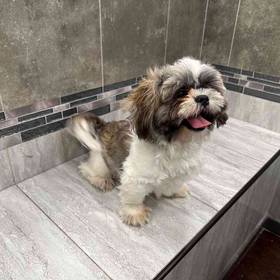 Shih Tzu