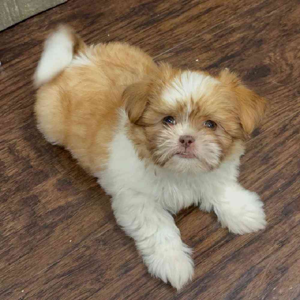 Image of a pet breed in the gallery