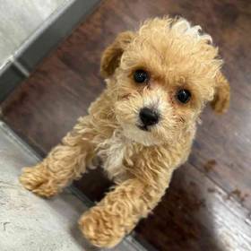 Poodle