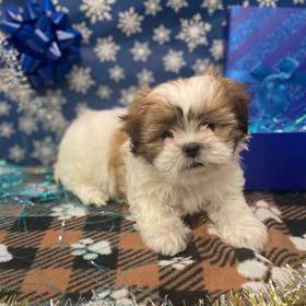 Shih Tzu