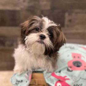 Shih Tzu