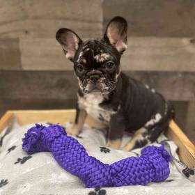 French Bulldog