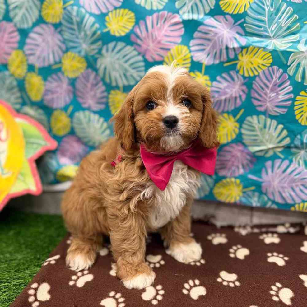 Male Cavapoo Puppy for Sale in New Haven, CT