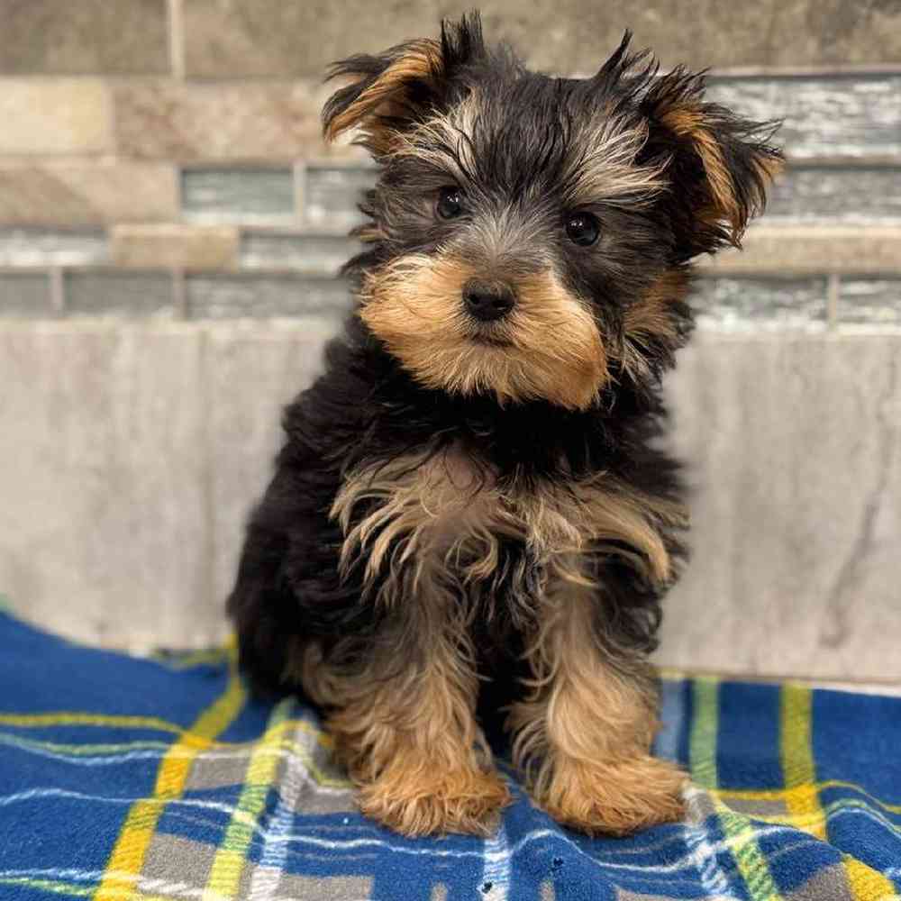 Image of a pet breed in the gallery