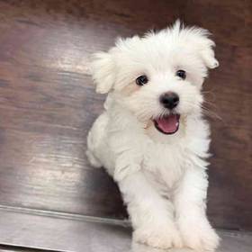 Maltese