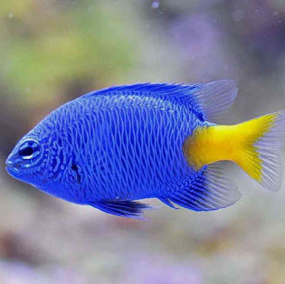 Yellow-Tail Blue Damsel