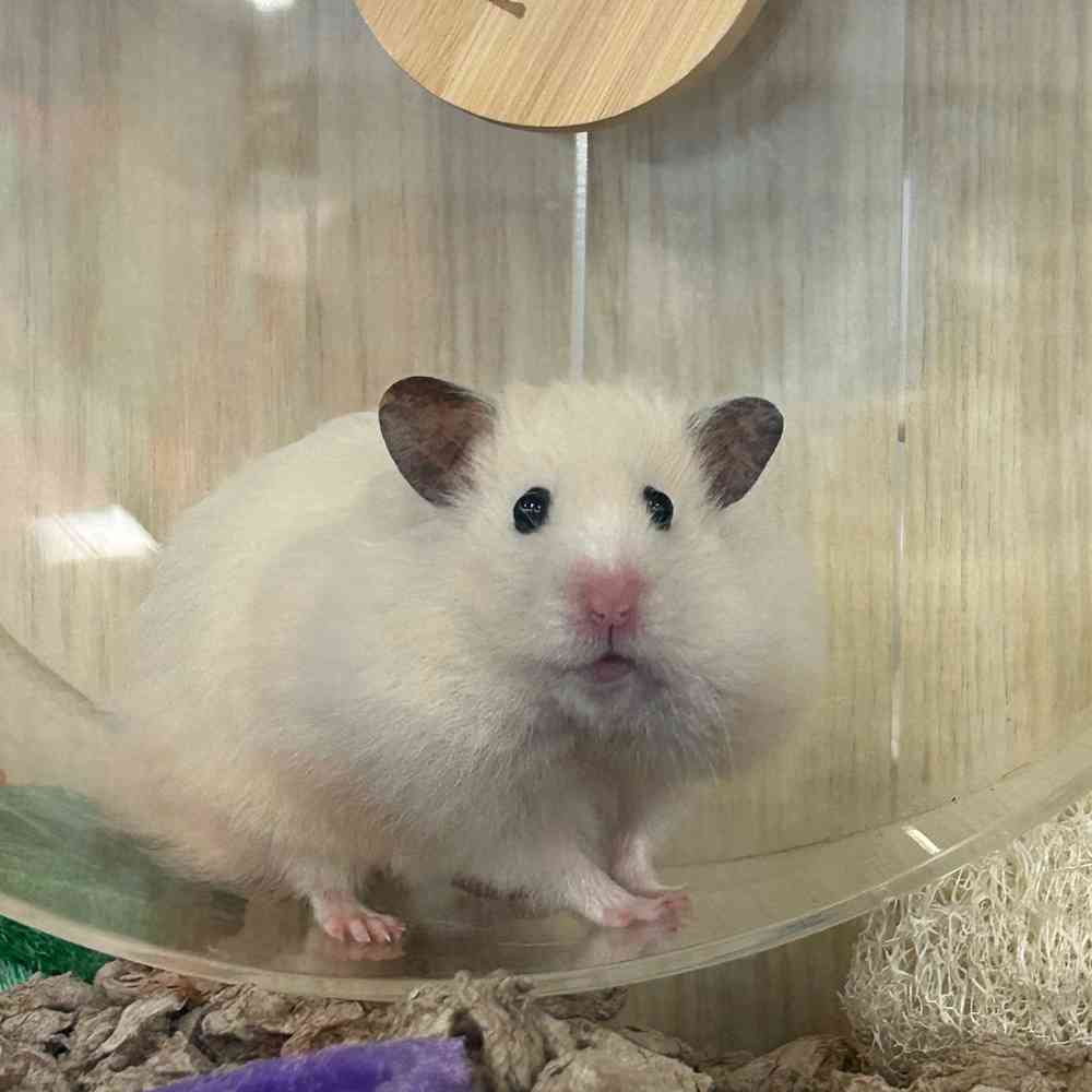 Image of a pet breed in the gallery