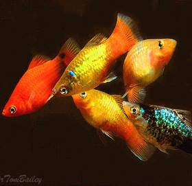 Assorted Platy
