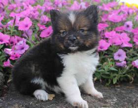 Pomeranian