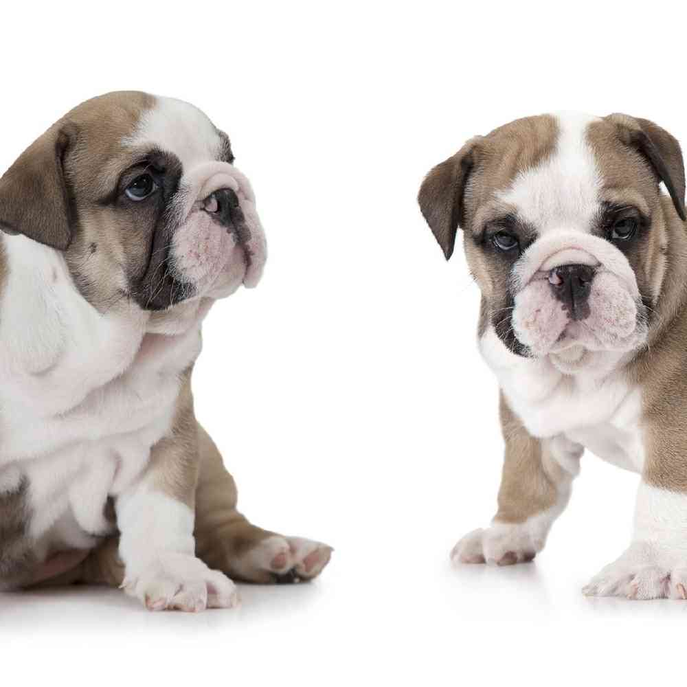 English Bulldog