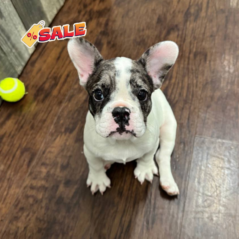 Image of a pet breed in the gallery