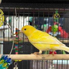 Canary