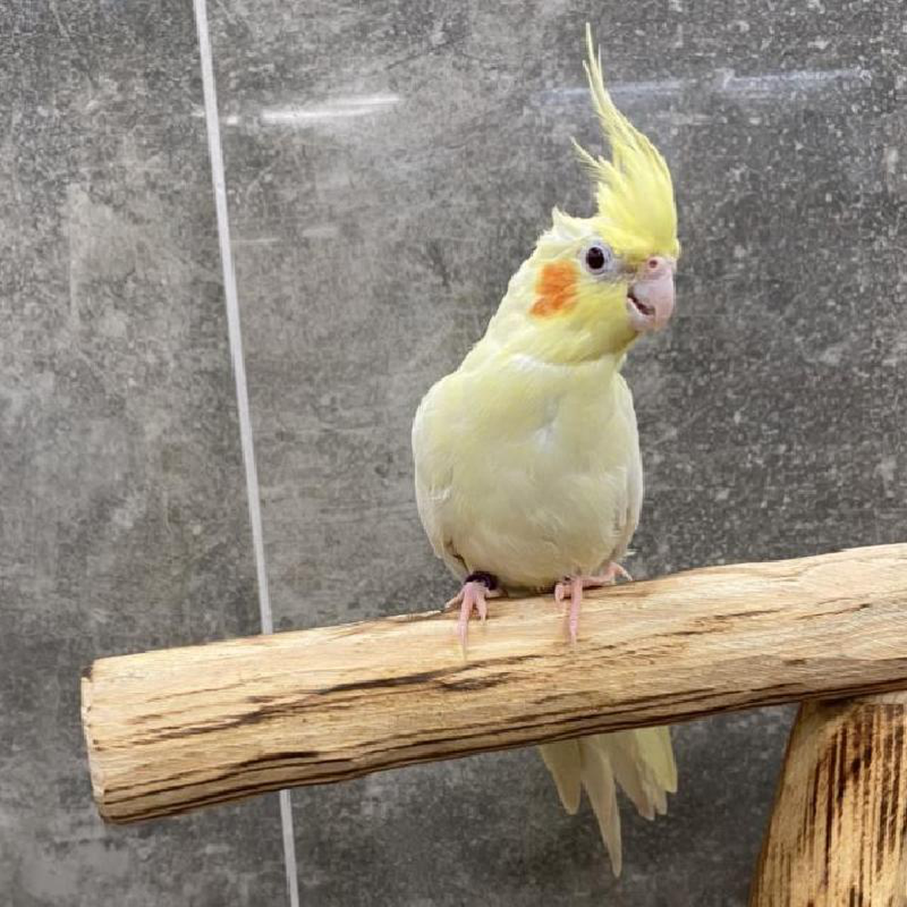 Cockatiel
