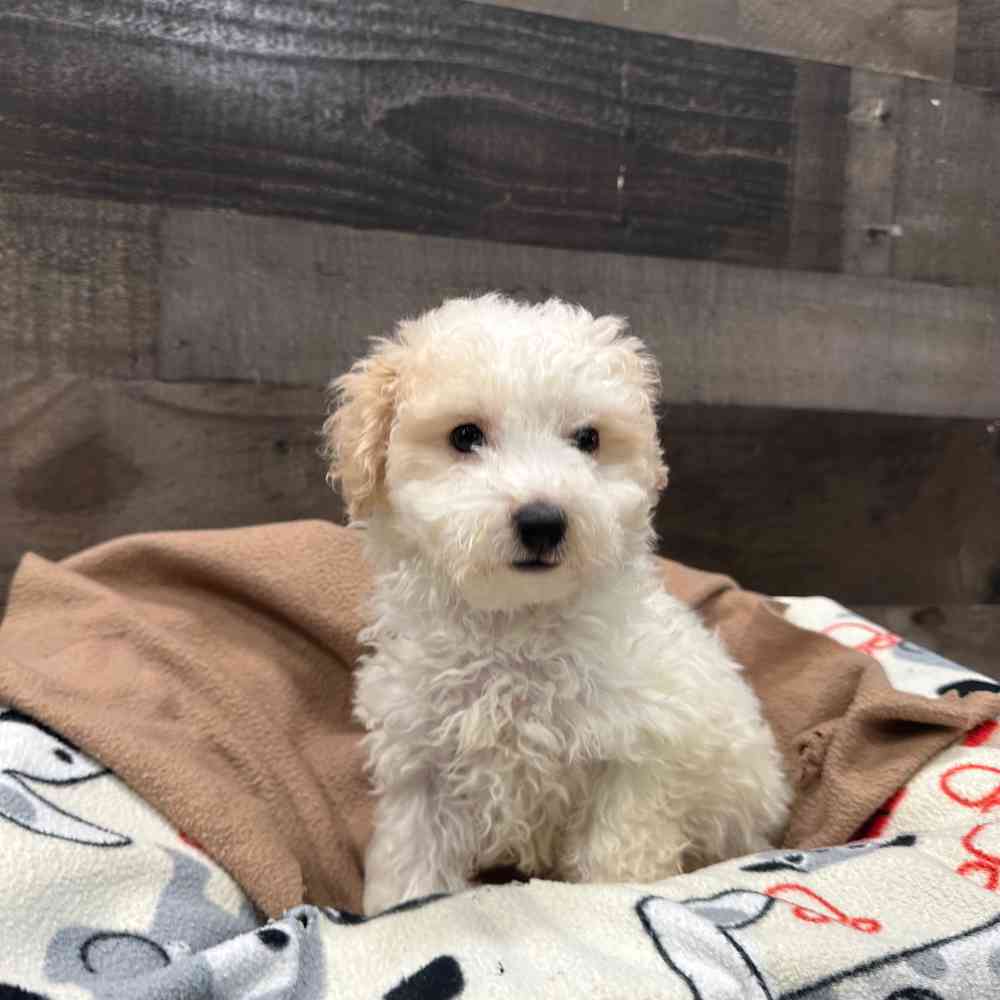 Puppies for Sale by Breed New Haven